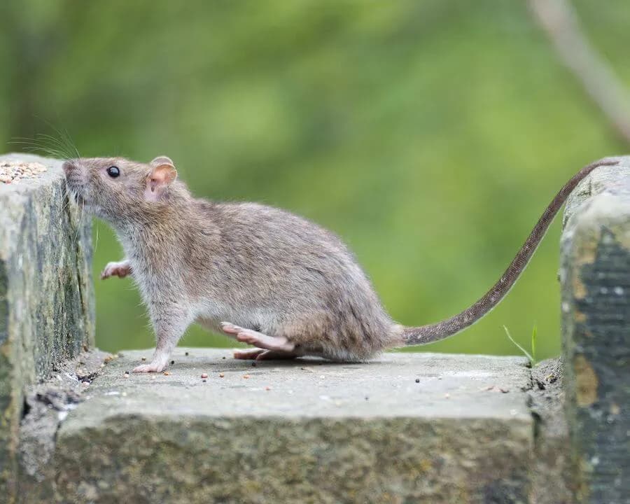 Jak pozbyć się myszy z elewacji: skuteczne metody i porady
