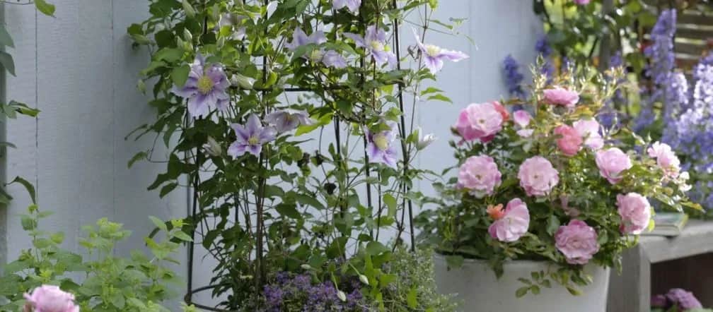 Kiedy sadzić powojniki na balkon, aby uniknąć przymrozków?